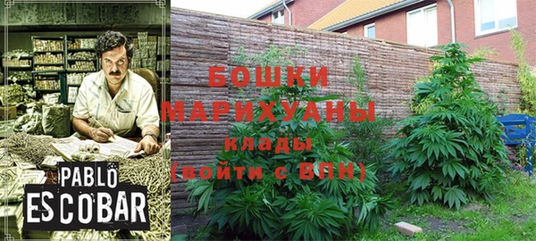 прущие грибы Сосновый Бор